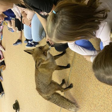 Návštěva lišky Coco