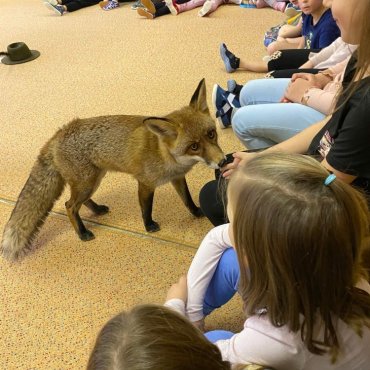 Návštěva lišky Coco