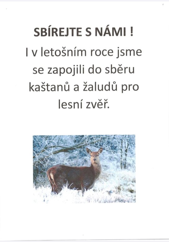 Probíhá sběr kaštanů a žaludu….